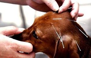 Clínica veterinaria Medicina complementaria